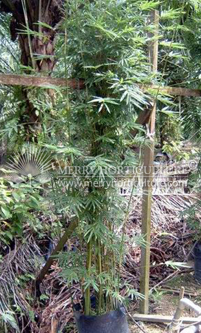 Bambusa multiplex green